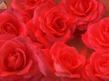 Naturkosmetik Online Shop Naturkosmetik Online Shop